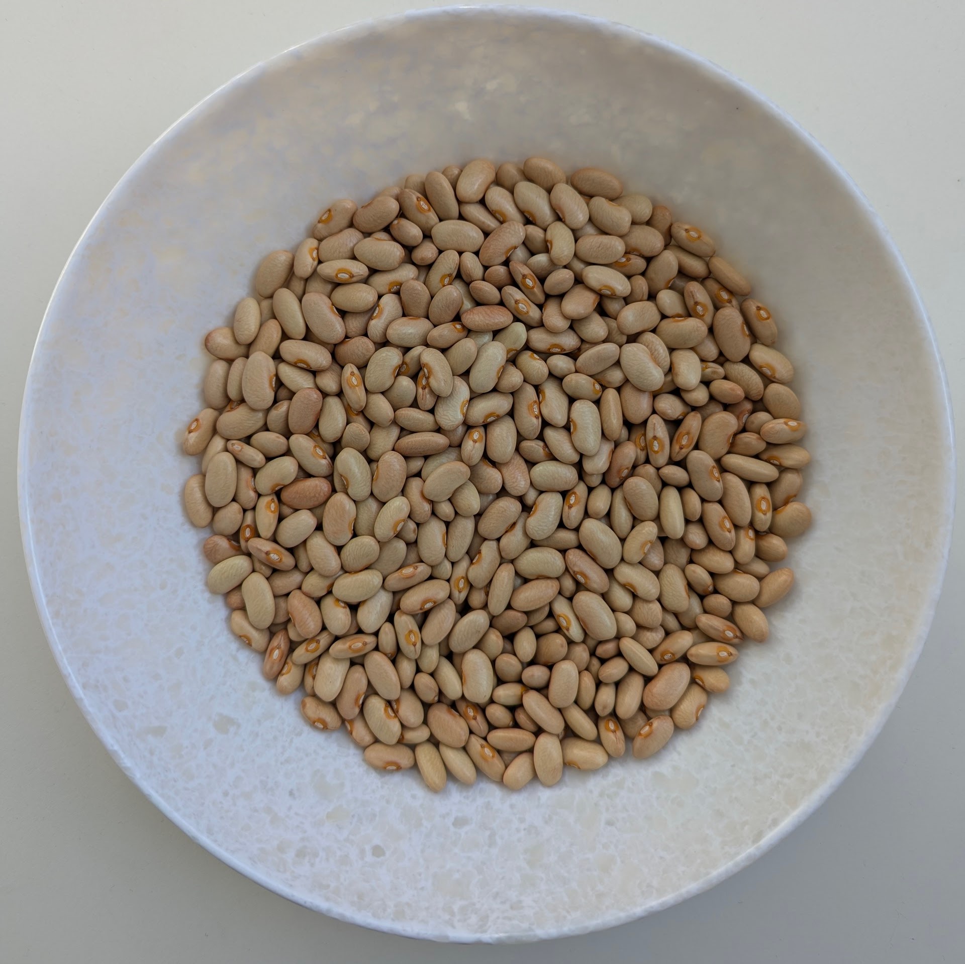 Cream Bean (Haramaya)